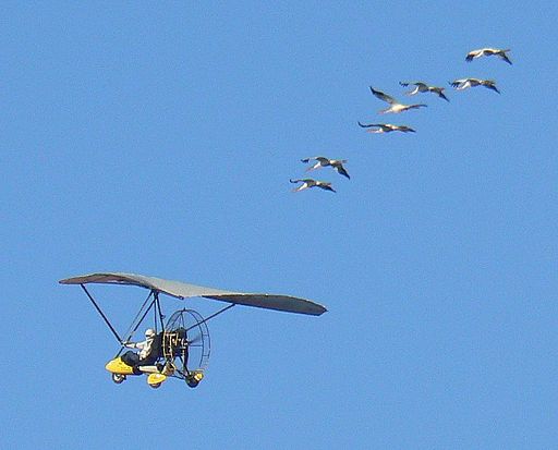 A 2009 photo of cranes following an ultralight; by Tim Ross; at Wikimedia Commons.