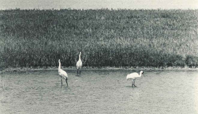 Aransas National Wildlife Refuge was established in 1937 to protect critical habitat for the endangered whooping crane.  (Photo courtesy USFWS: Aransas NWR page: multimedia galleries)