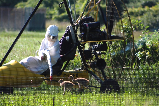  USGS employee training baby whooping cranes to follow ultralight aircraft. (Paul K. Cascio  photographer          USGS Multimedia Gallery)                 
