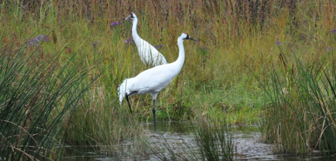 An adult whooping crane pair in the Eastern Migratory Population (Photo by Joel Trick, used courtesy of WCEP) 